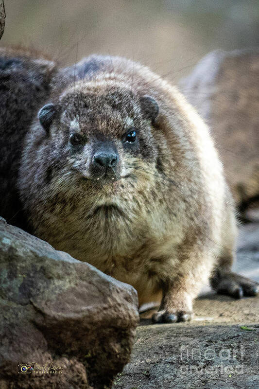 David Levin Photography Art Print featuring the photograph Rock Hyrax Looking at You by David Levin