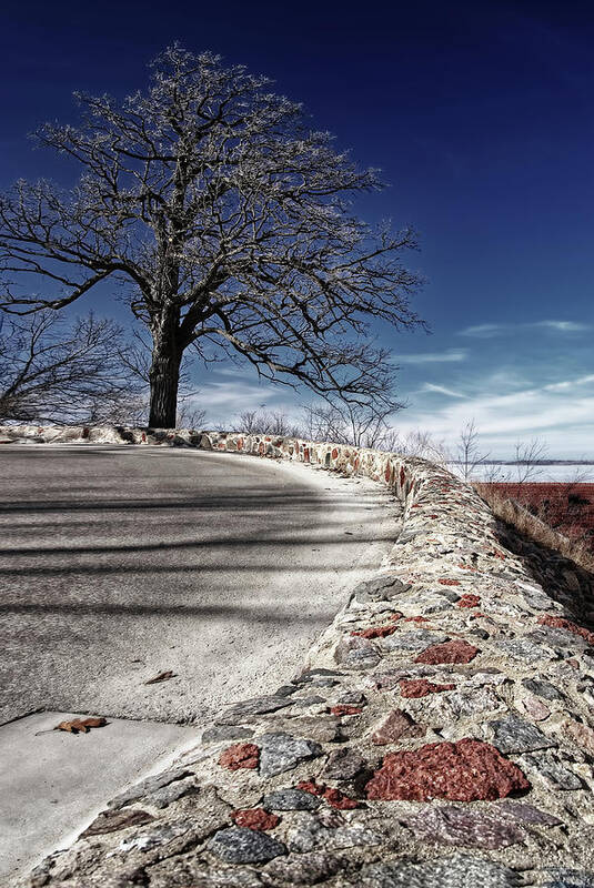 Oak Art Print featuring the photograph The Tree at the Turn - bare oak on Observatory Drive curve at UW Madison by Peter Herman