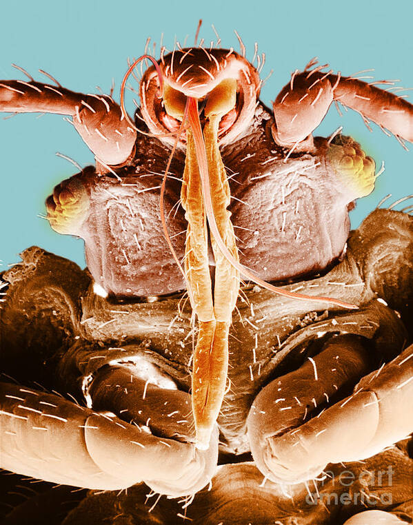 Common Bedbug Art Print featuring the photograph Bedbug Mouthparts, Sem #1 by David M. Phillips