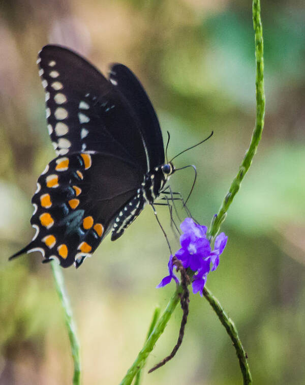 Black Swallowtail Art Print featuring the photograph Black Swallowtail #1 by Jane Luxton