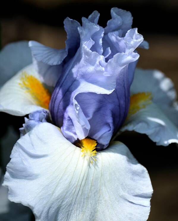 Blue Iris Art Print featuring the photograph Blue Iris #1 by Maria Urso