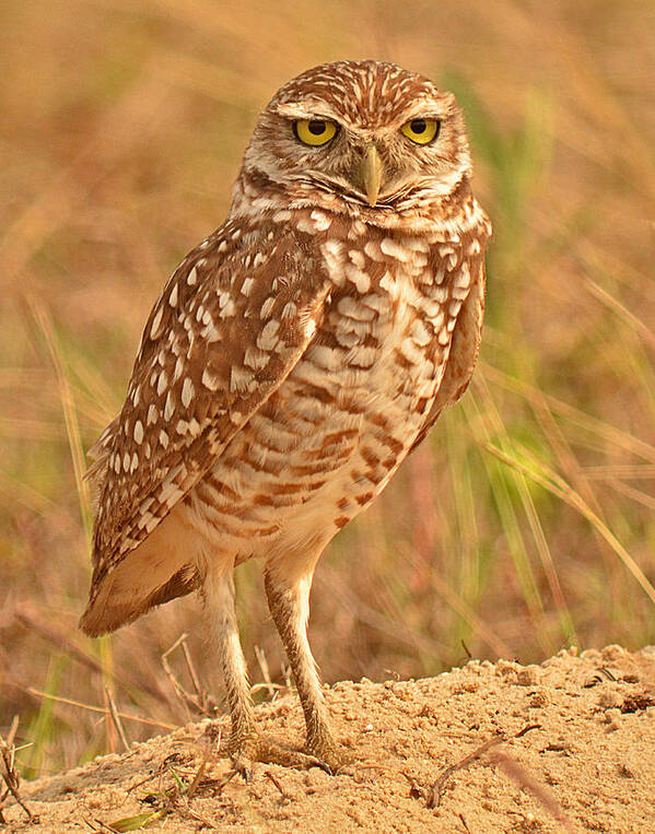 Burrowing Owl Art Print featuring the photograph Burrowing Owl #1 by Nancy Landry