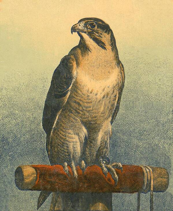 Sir Edwin Landseer Art Print featuring the photograph Falcon by Edwin Landseer