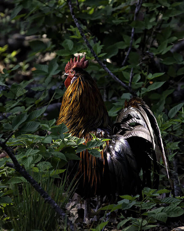 Rooster Art Print featuring the photograph Free Range Rooster at Sunrise by Michael Dougherty