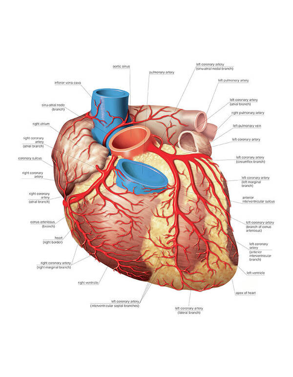 Anatomy Art Print featuring the photograph Heart And Left Coronary Artery #1 by Asklepios Medical Atlas
