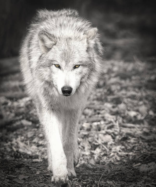 Adult Grey Wolf Art Print featuring the photograph Here's Looking At You #1 by Thomas Young