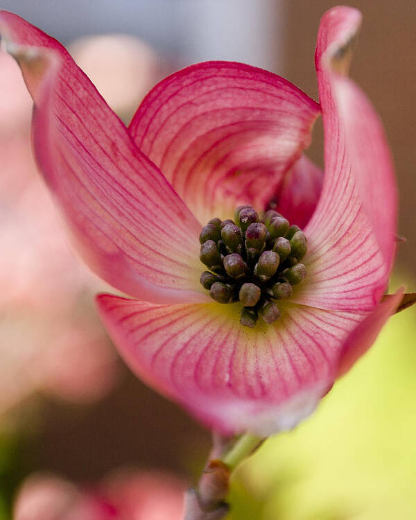 Dogwood Art Print featuring the photograph Pink Dogwood #1 by Jatin Thakkar