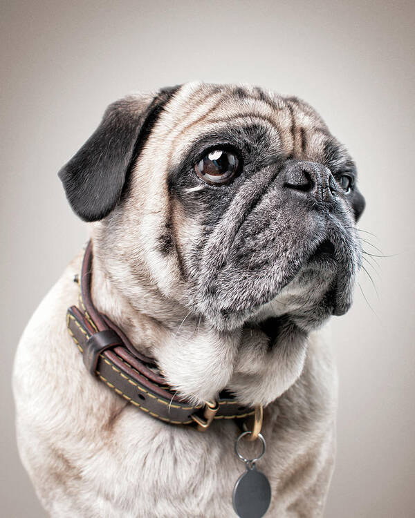 Pets Art Print featuring the photograph Pug Portrait #1 by Chad Latta