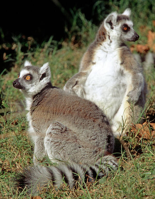 Animal Art Print featuring the photograph Ring-tailed Lemurs Lemur Catta #1 by Millard H. Sharp