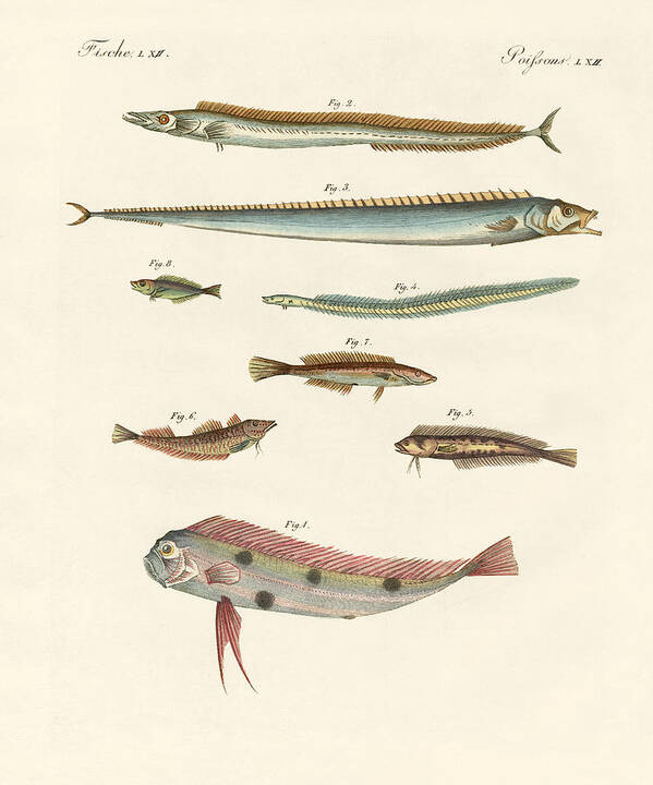 Bertuch Art Print featuring the drawing Strange and beautiful fish #1 by Splendid Art Prints