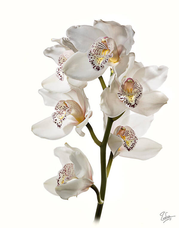 Flower Art Print featuring the photograph White Orchids #1 by Endre Balogh