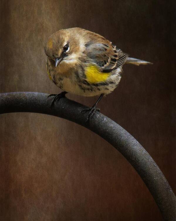 Yellow-rumped-warbler Art Print featuring the photograph Yellow-Rumped-Warbler #1 by Robert L Jackson