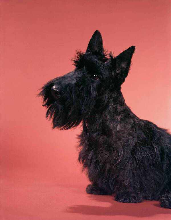 Photography Art Print featuring the photograph 1950s Black Scottish Terrier On Pink by Animal Images