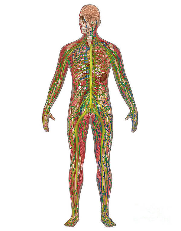 Brachial Plexus Art Print featuring the photograph 5 Body Systems In Male Anatomy #2 by Gwen Shockey