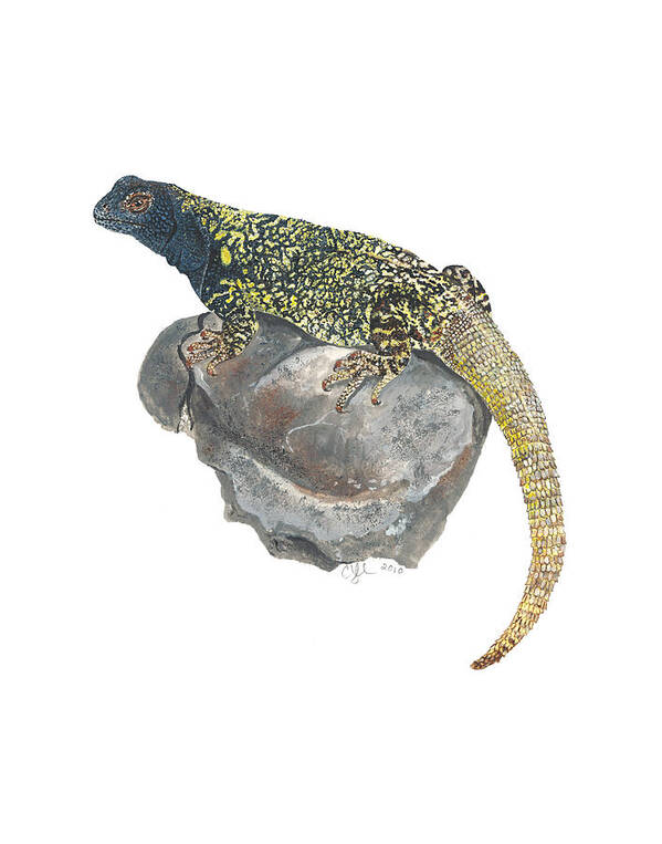 Lizard Art Print featuring the painting Argentine lizard by Cindy Hitchcock