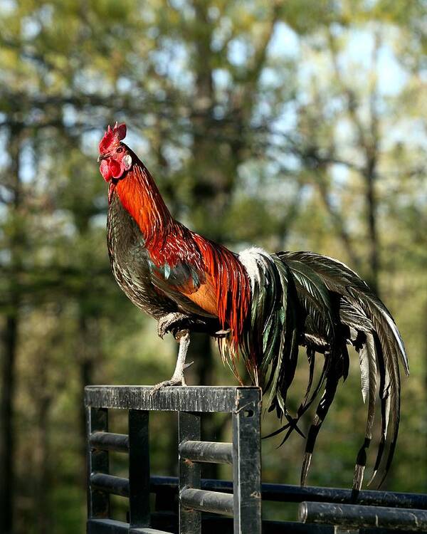 Rooster Art Print featuring the photograph Black Breasted Red Phoenix Rooster #2 by Michael Dougherty