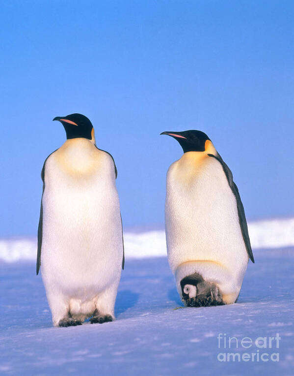 Penguin Art Print featuring the photograph Emperor Penguin Aptenodytes Forsteri #2 by Hans Reinhard