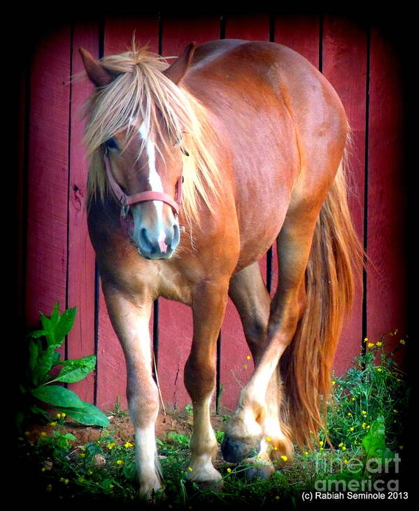 Horse Art Print featuring the photograph Hitch #2 by Rabiah Seminole