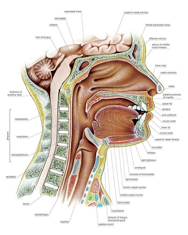 Anatomy Art Print featuring the photograph Oral Cavity And Pharynx #2 by Asklepios Medical Atlas