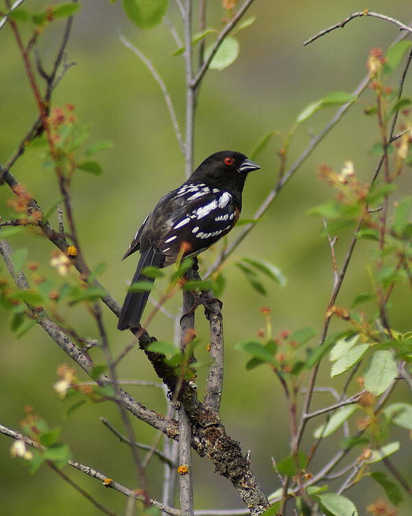 Birds Art Print featuring the photograph Spotted Towhee by Ben Upham III