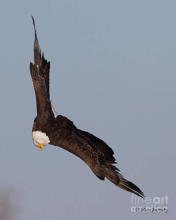 Bald Eagles Art Print featuring the photograph Bald Eagle #205 by Steve Javorsky