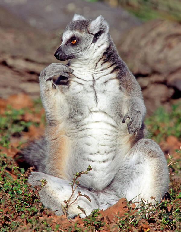 Animal Art Print featuring the photograph Ring-tailed Lemur Lemur Catta #21 by Millard H. Sharp