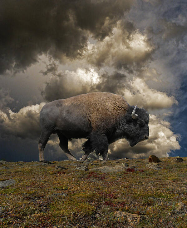 Buffalo Art Print featuring the photograph 2972 by Peter Holme III