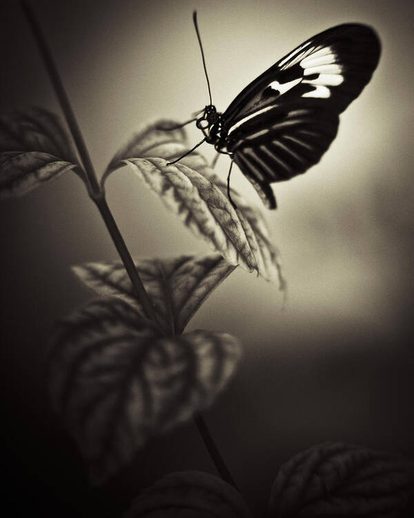 Butterfly Art Print featuring the photograph Butterfly Brown Tone #3 by Bradley R Youngberg