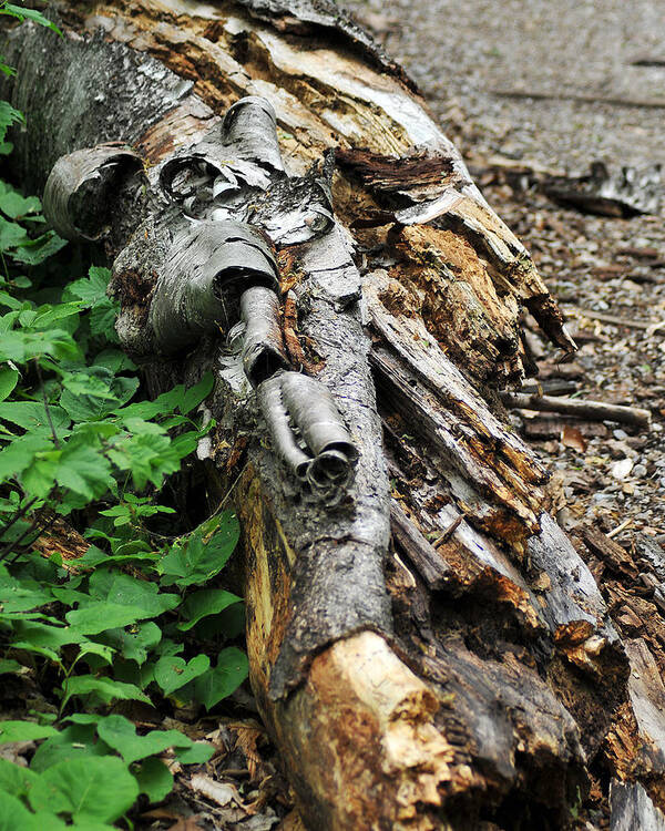Tree Art Print featuring the photograph Rotting Log by Gene Tatroe
