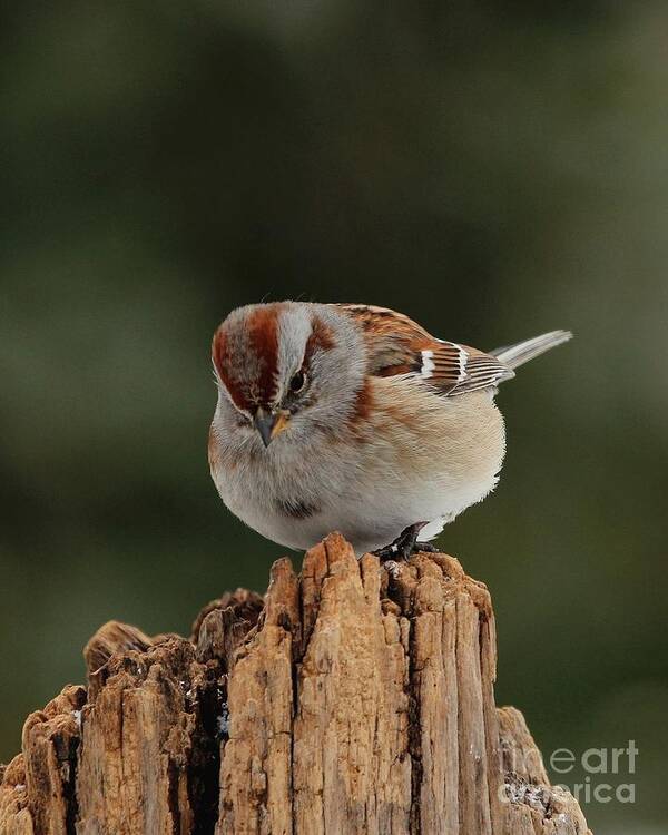 Nature Art Print featuring the photograph American Tree Sparrow #6 by Jack R Brock
