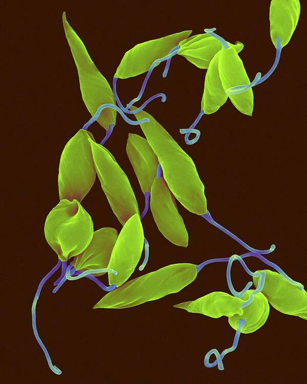 21253f Art Print featuring the photograph Parasitic Protozoan Promastigote #9 by Dennis Kunkel Microscopy/science Photo Library