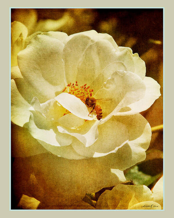 Garden Art Print featuring the photograph A Bee and Rose by Linda Olsen