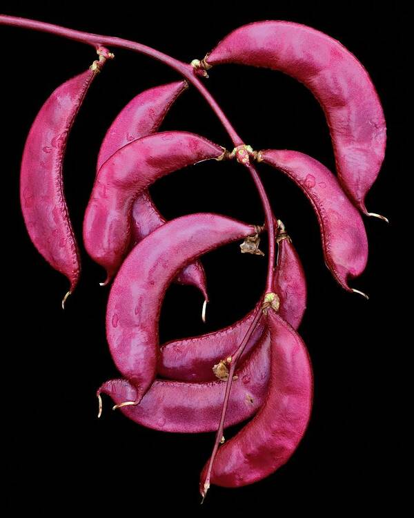 Plants Art Print featuring the photograph A Hyacinth Bean by Christopher Beane