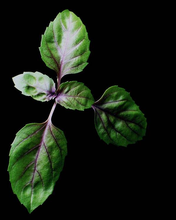 Herbs Art Print featuring the photograph A Sprig Of Basil by Romulo Yanes