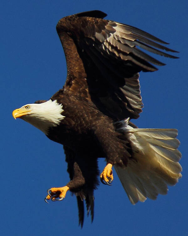 Bald Eagle Art Print featuring the photograph Aborted Landing by Randy Hall