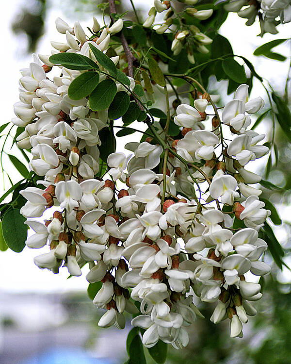 Nature Art Print featuring the photograph Acacia Tree Flowers by William Selander