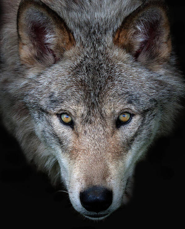 Animal Art Print featuring the photograph All The Better To See You - Timber Wolf by Jim Cumming
