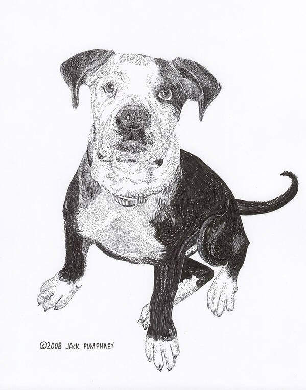 Bull Dog Puppies Art Print featuring the drawing American Bull Dog as a PUP by Jack Pumphrey
