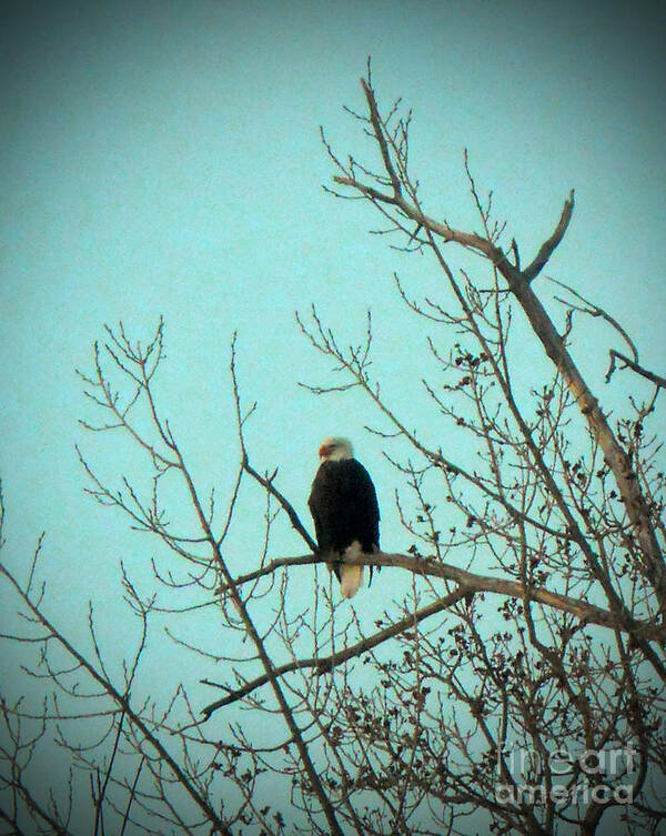 American Bald Eagle Art Print featuring the photograph American Eagle by Desiree Paquette