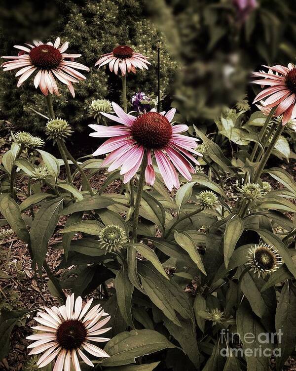 Cone Flowers Art Print featuring the photograph Among Friends by Frank J Casella
