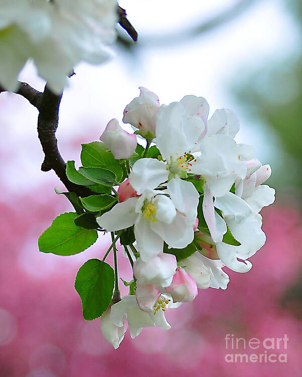 Apple Blossom Art Print featuring the photograph Apple Blossom by Gwen Gibson