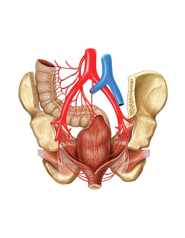 Anatomy Art Print featuring the photograph Arterial System Of The Pelvic Cavity by Asklepios Medical Atlas