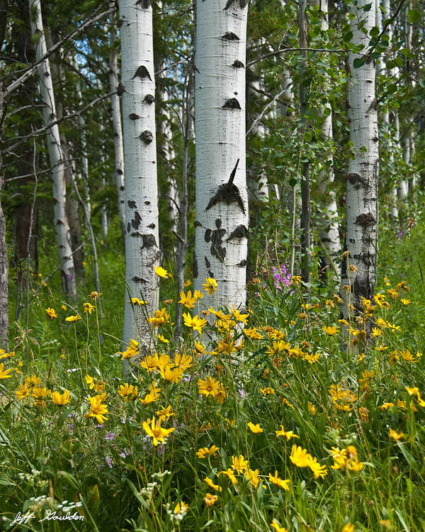 Aspen Art Print featuring the photograph Aspen Trees and Wildflowers by Jeff Goulden