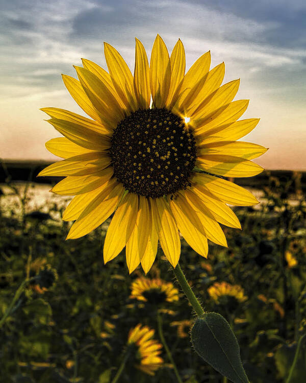 Kansas Art Print featuring the photograph Backlit Sunflower by Rob Graham
