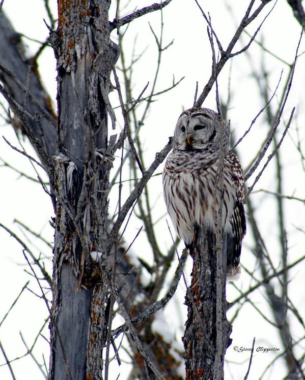 Owl Art Print featuring the photograph Barred Owl 2 by Steven Clipperton