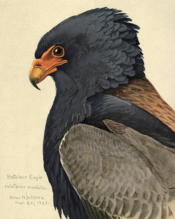 Bateleur Eagle Art Print featuring the painting Bateleur Eagle by Dreyer Wildlife Print Collections 