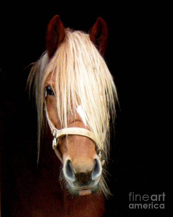 Horse Art Print featuring the photograph Beautiful Bella by Wendy Coulson