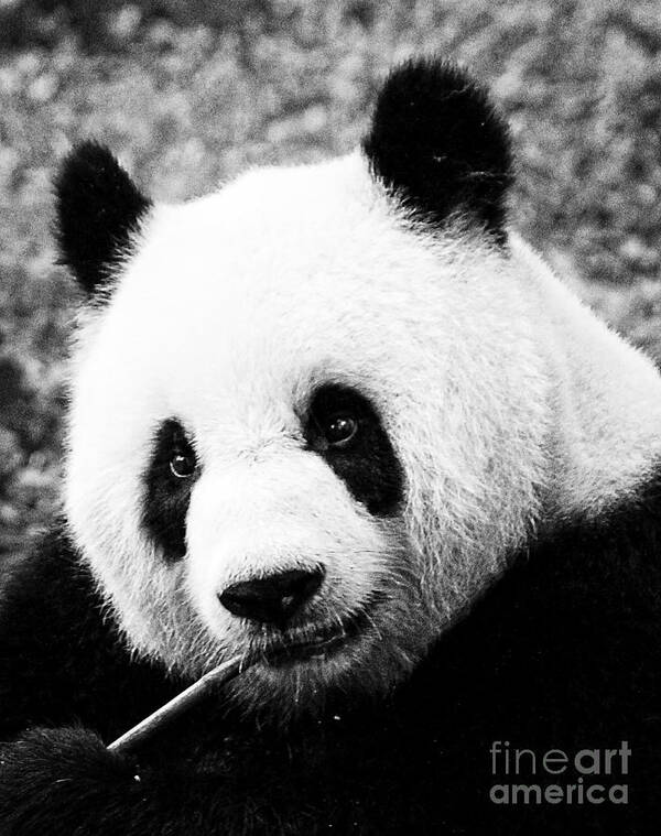 Panda Art Print featuring the photograph Beautiful Panda Black And White 9 by Boon Mee
