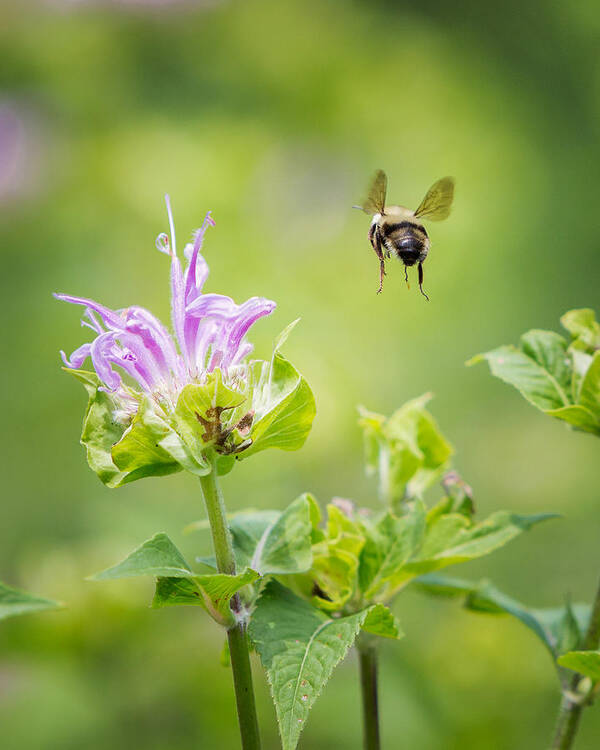 Bee Art Print featuring the photograph Bee Balm Bumble Bee by Bill Wakeley