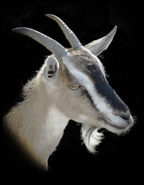 Portrait Of A Billy Goat Art Print featuring the photograph Billy Goat by Kenneth Cole